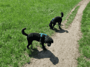 12 von 12 im April 2024 - zwei schwarze Hunde